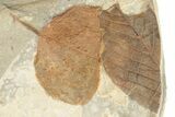 Fossil Leaf (Zizyphoides) - Montana #190451-3